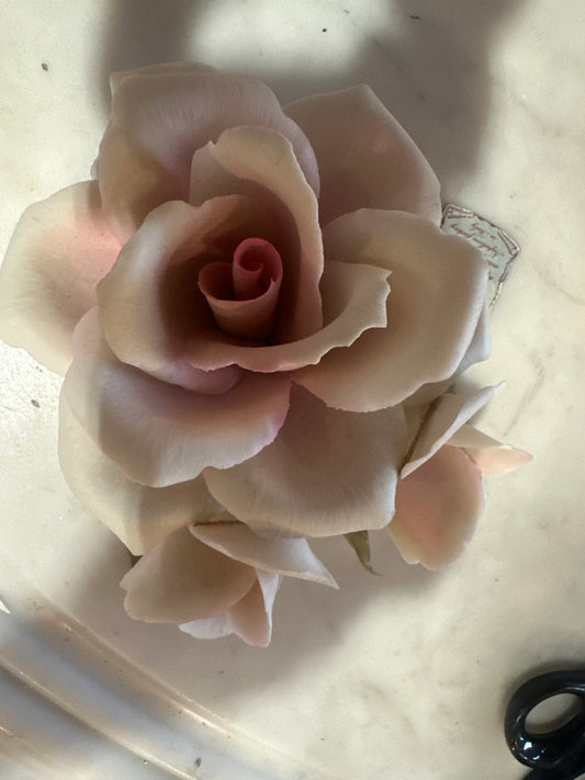 Napoleon Capodemonte rose