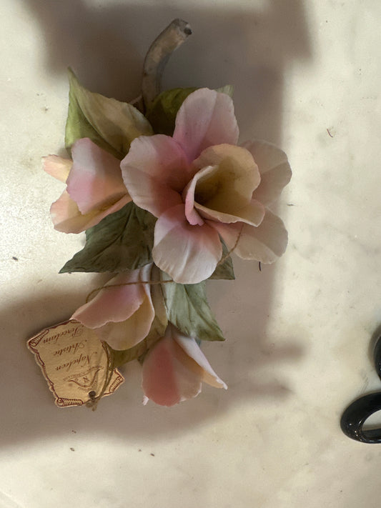 Napoleon Capodemonte rose
